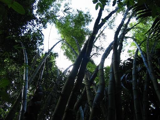01_Bamboo