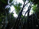 01_Bamboo