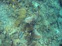 12_Angel_Reef_Coral